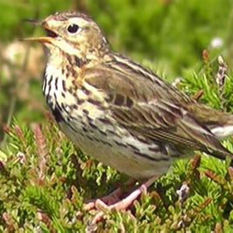 What does a pipit bird look like? - DIY Seattle