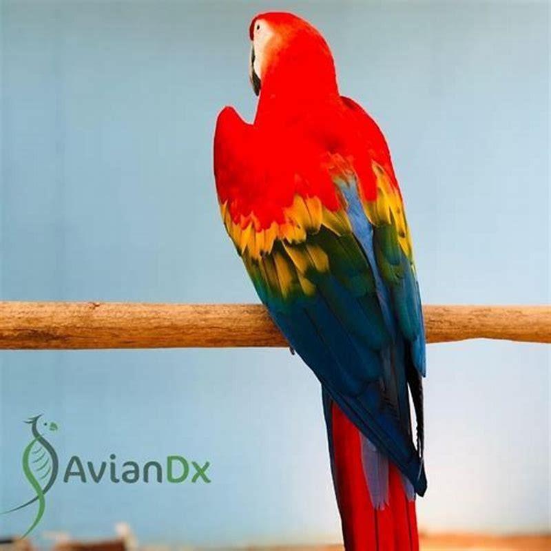 What does a Spix macaw sound like?