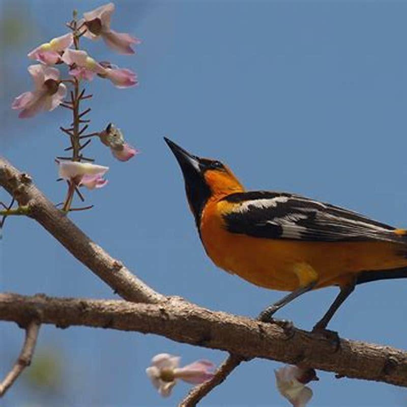 What does a streak backed oriole sound like?