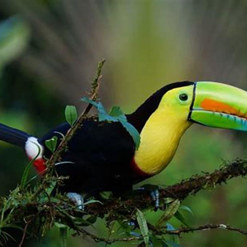 What does a trogon sound like?