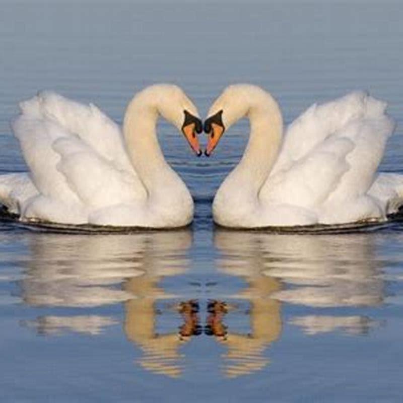 trumpeter-swans