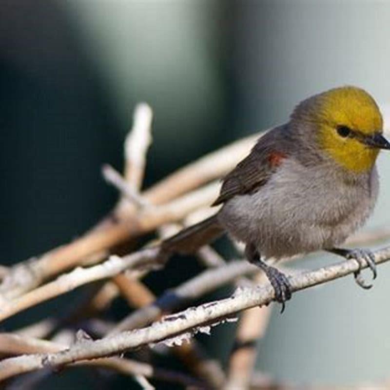 What does a Verdin bird look like?