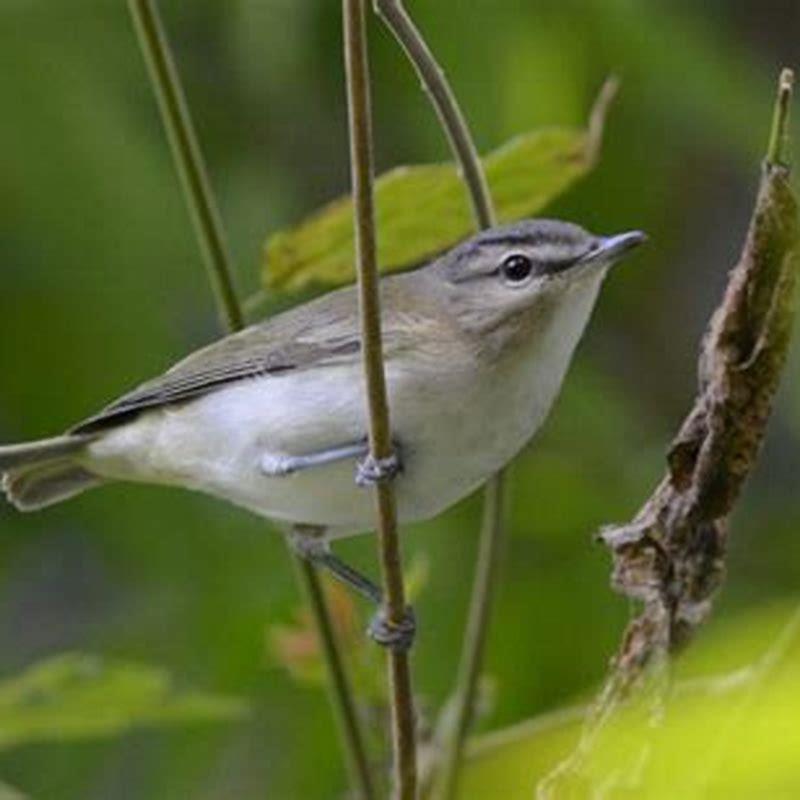 What does a vireo depend on?