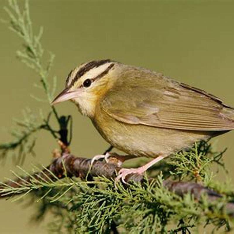 What does a warbler bird eat?