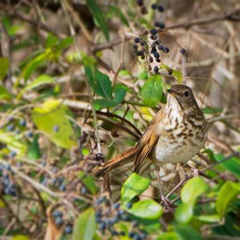 what-does-a-water-thrush-eat-diy-seattle