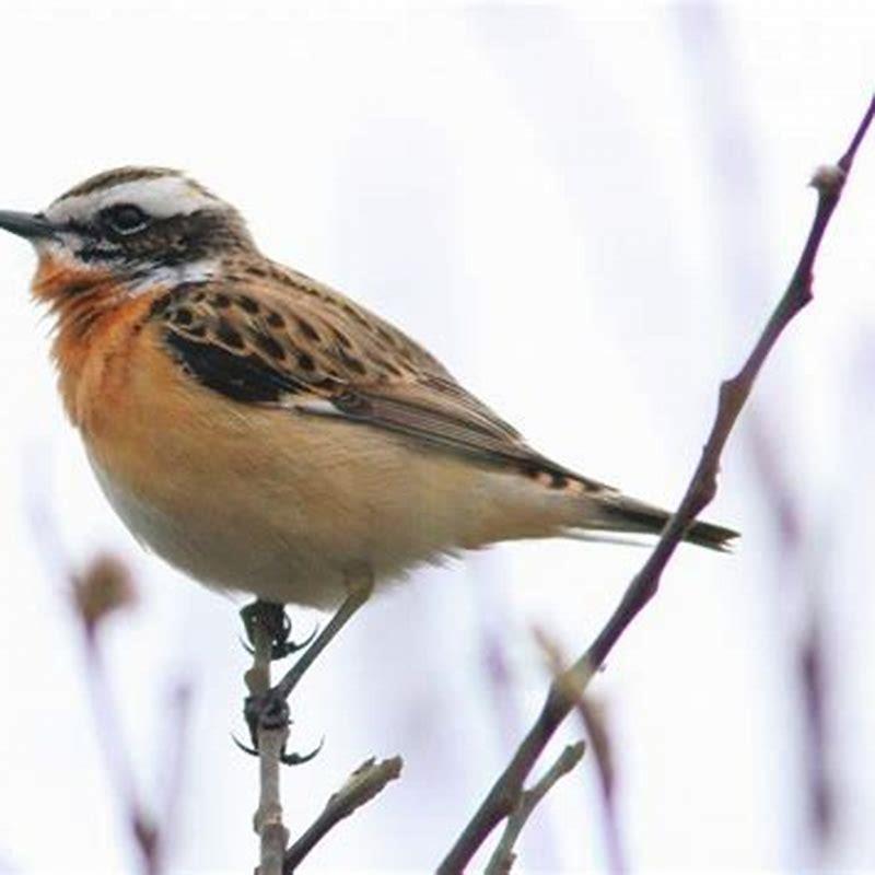 What does a wheatear eat?
