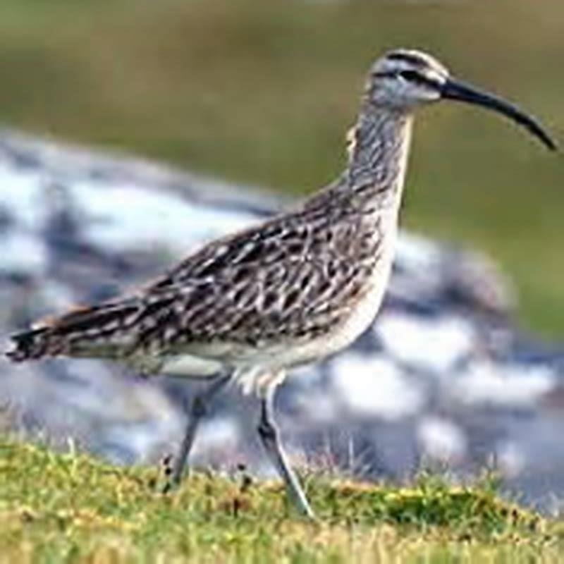What does a Whimbrel bird look like?