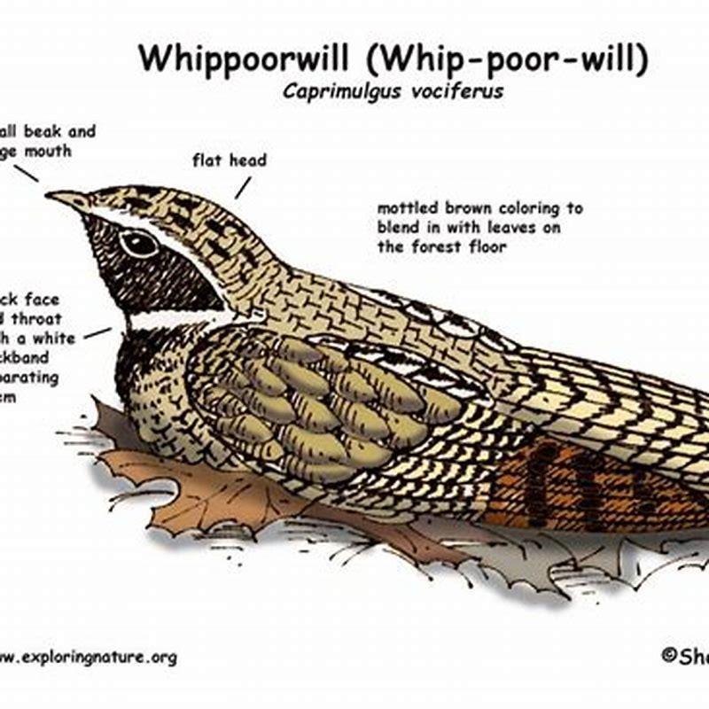 what-does-a-whip-poor-will-bird-eat-diy-seattle