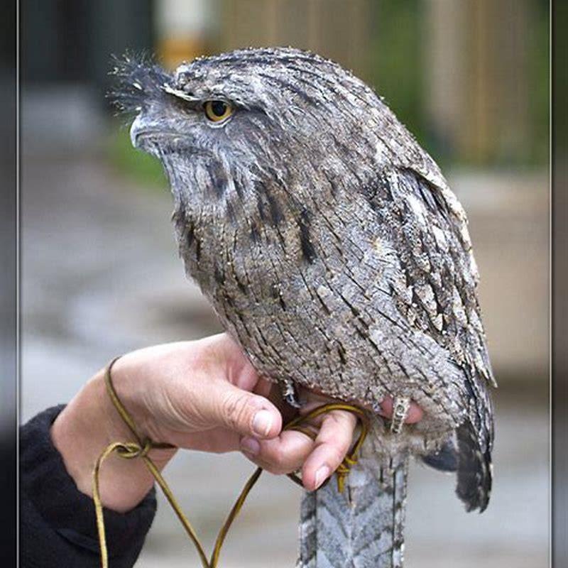 what-does-a-whippoorwill-use-its-beak-for-diy-seattle