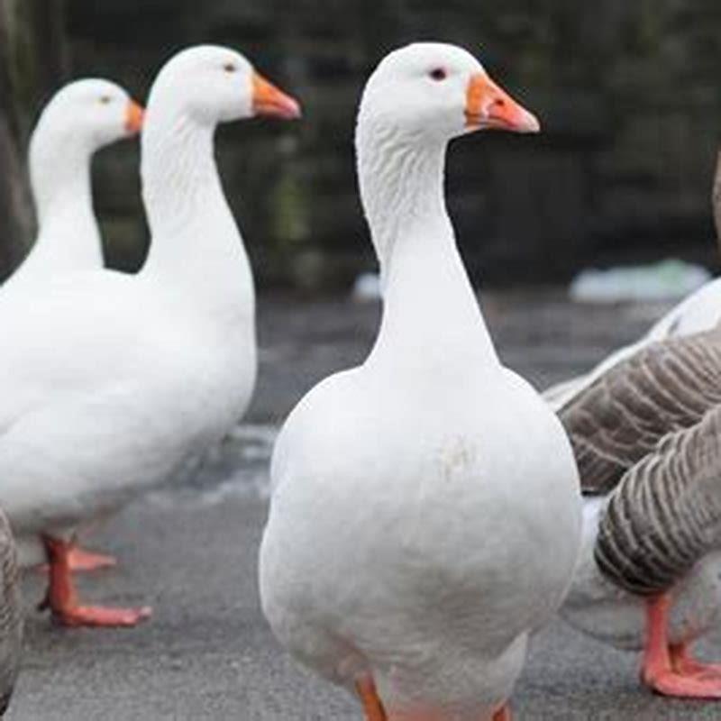 What does a white goose eat?