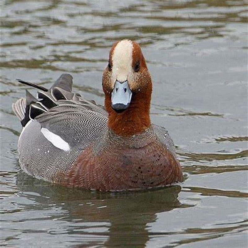 What does a wigeon eat?