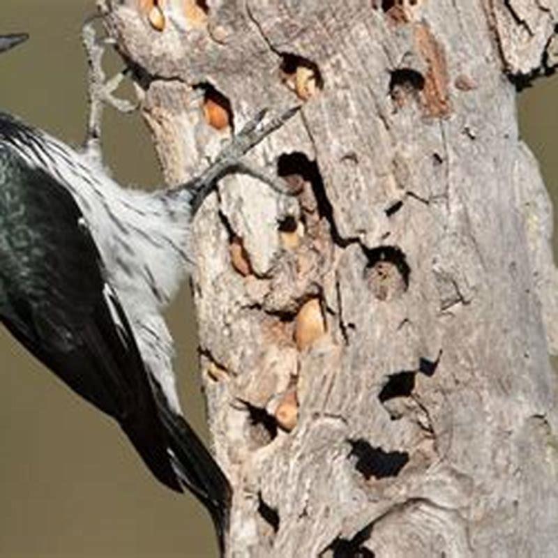 what-does-an-acorn-woodpecker-eat-diy-seattle