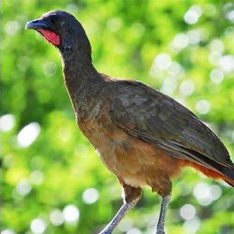 What does chachalaca sound like? - DIY Seattle