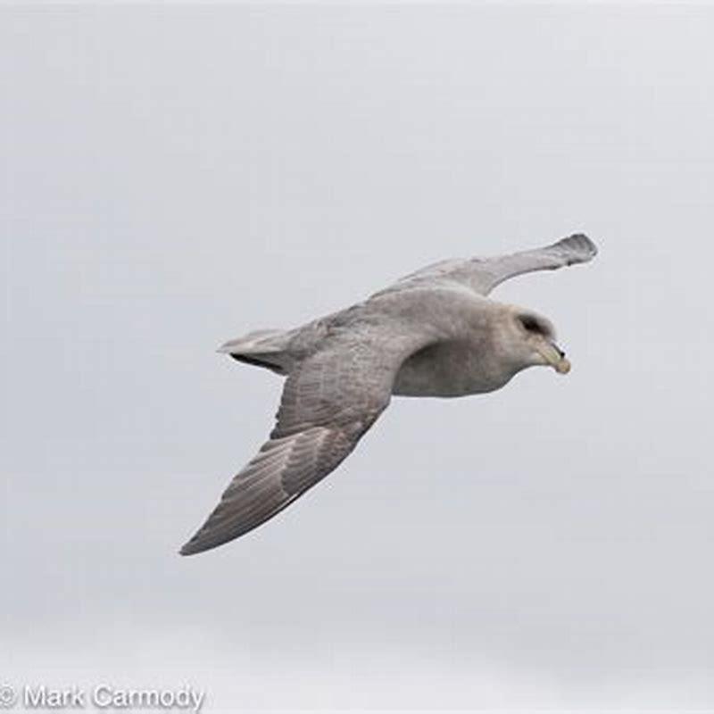 What does fulmar mean in English?