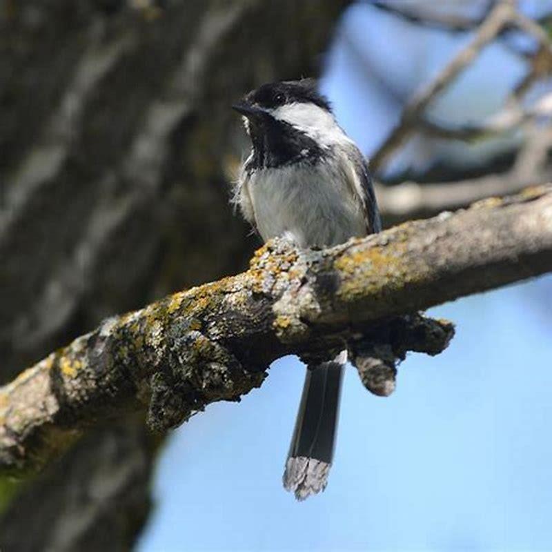 What does Gray Flycatcher eat?