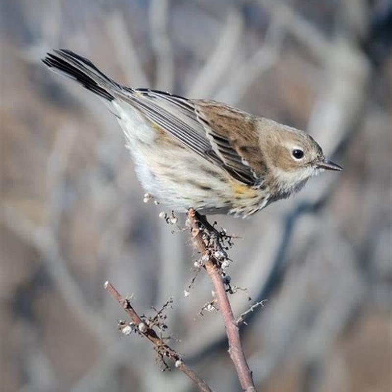 What does hooded warbler eat?