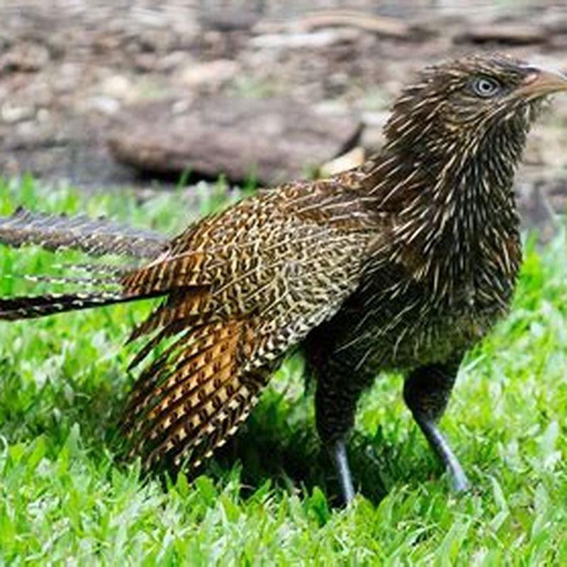 What does Indian cuckoo eat?
