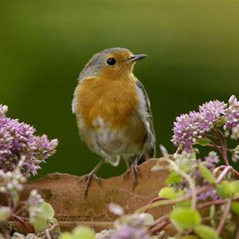 what-does-it-mean-to-hear-birds-at-night-diy-seattle