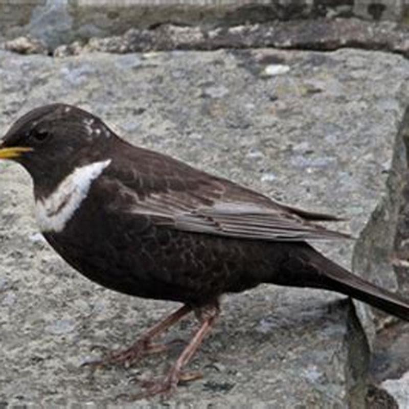 what-does-it-mean-when-a-blackbird-visits-you-diy-seattle