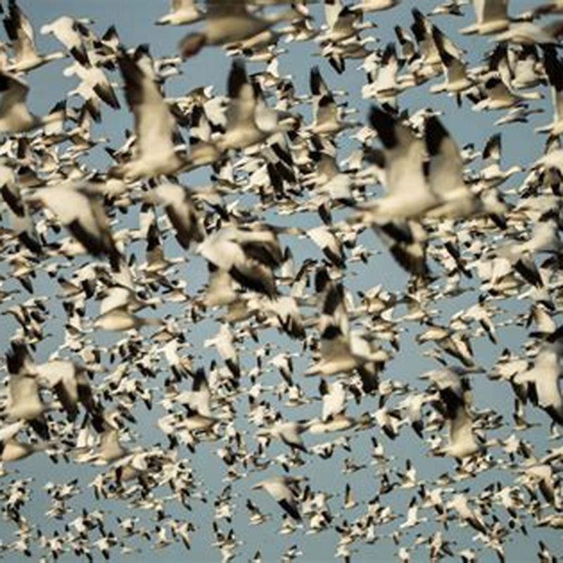 What does it mean when birds flock together?