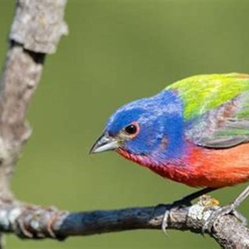 what-does-it-mean-when-you-see-a-painted-bunting-bird-diy-seattle