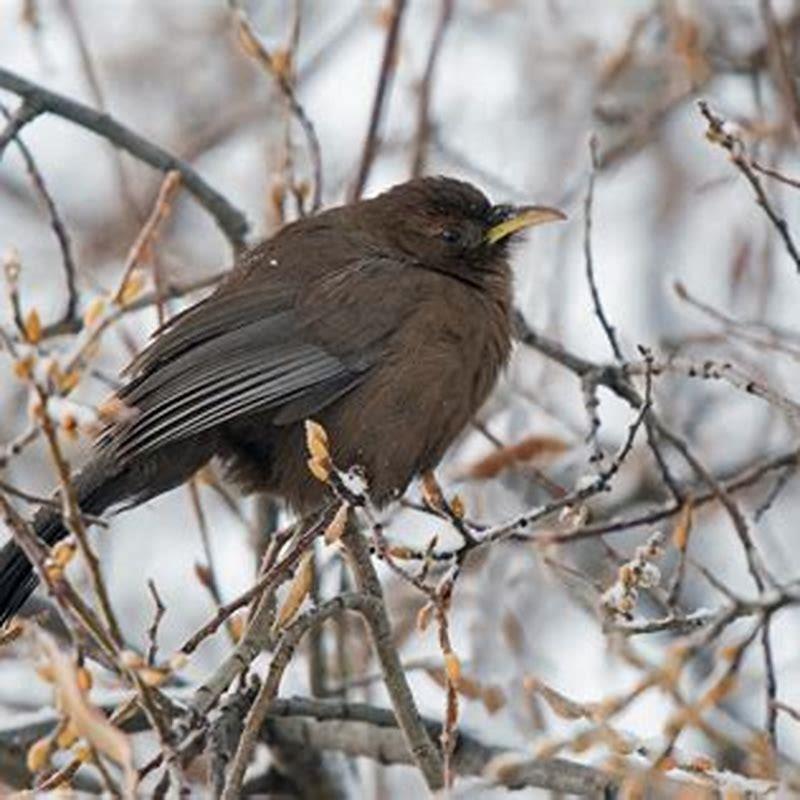 What does it mean when you see birds fighting?