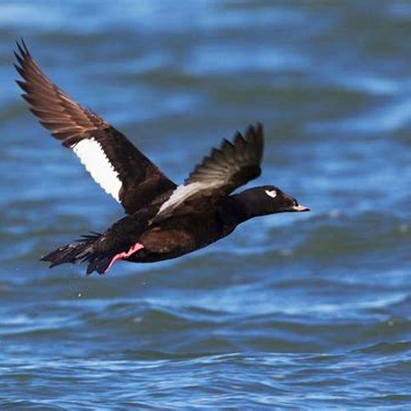 what-does-long-tailed-ducks-eat-diy-seattle