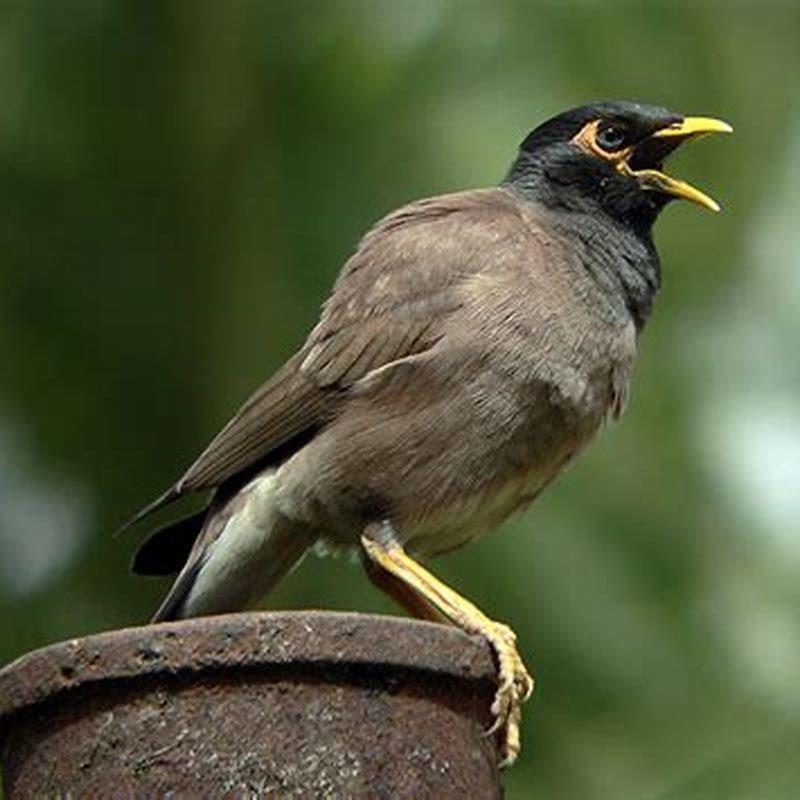 What S A Mynah Bird