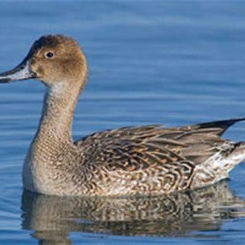 What does northern pintail eat?