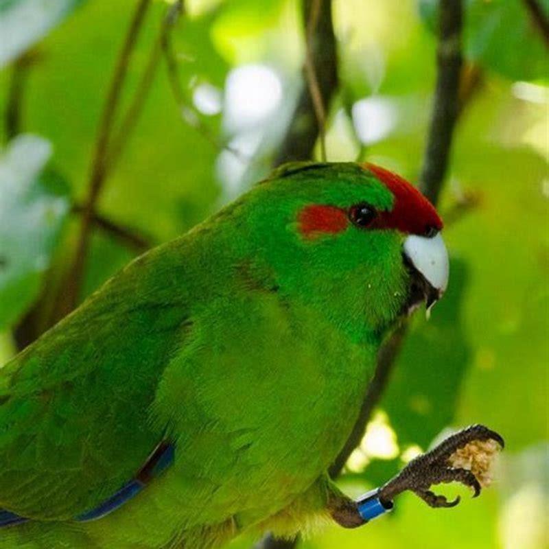 what-does-red-crowned-parakeet-eat-diy-seattle