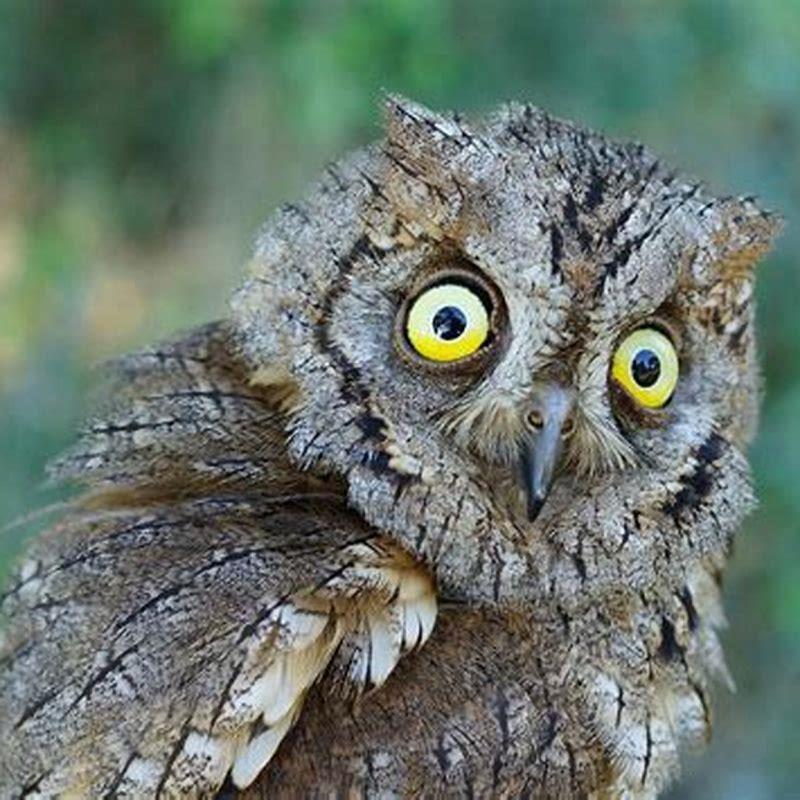 What does scops owl eat?