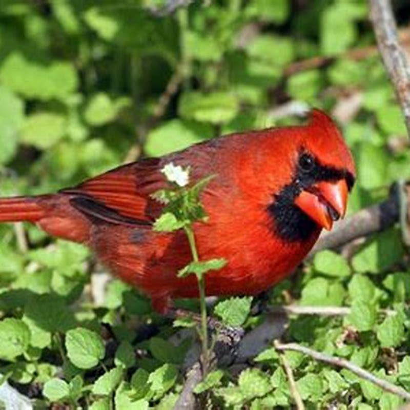 What does seeing a junco mean?