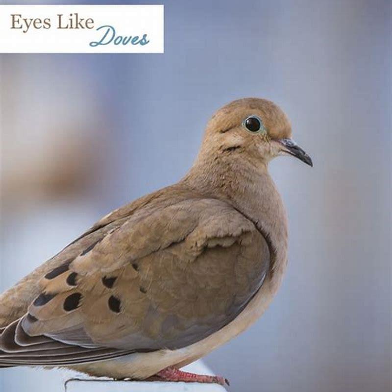 what-does-seeing-a-pair-of-doves-mean-diy-seattle