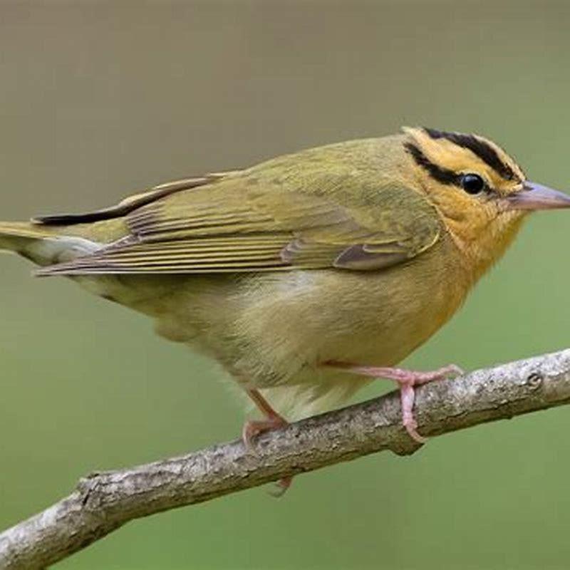 What does Swainson’s warbler eat?
