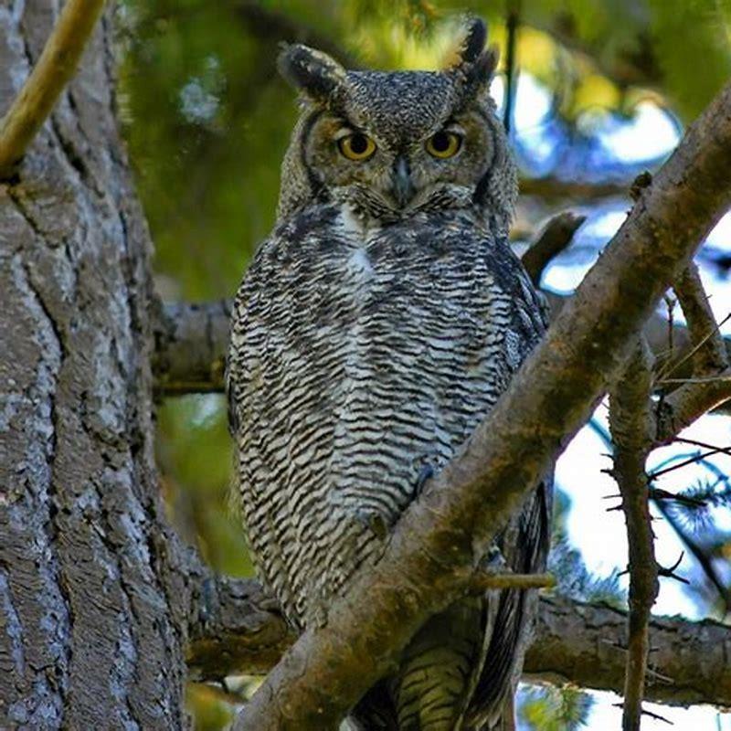 What does the Boreal Owl?