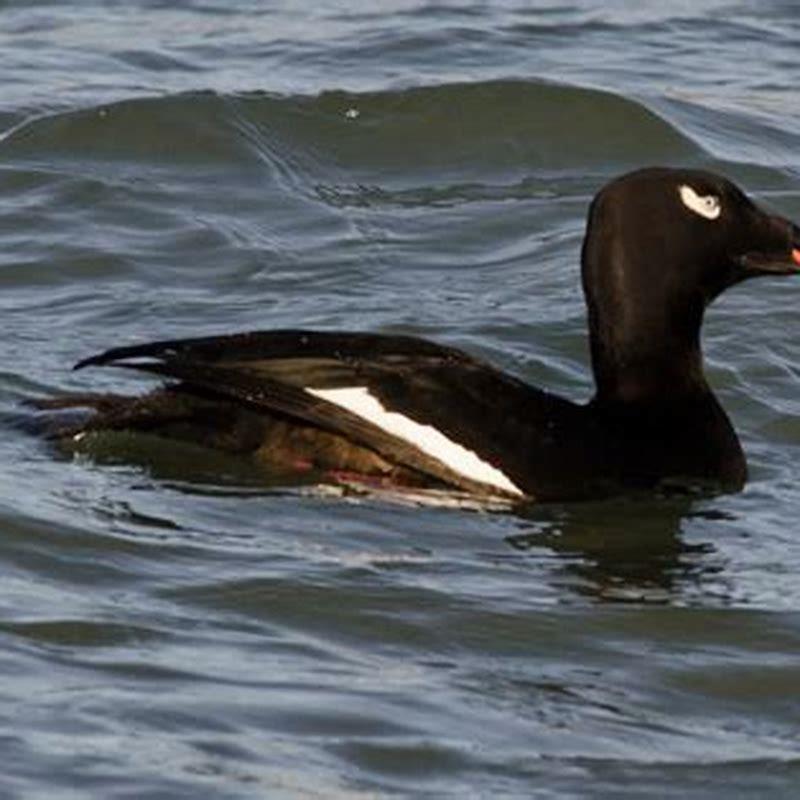 What does the canvasback like to eat? DIY Seattle