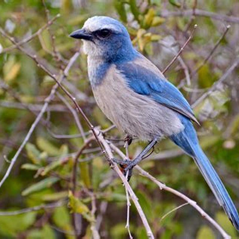 What does the Florida scrubjay eat? DIY Seattle