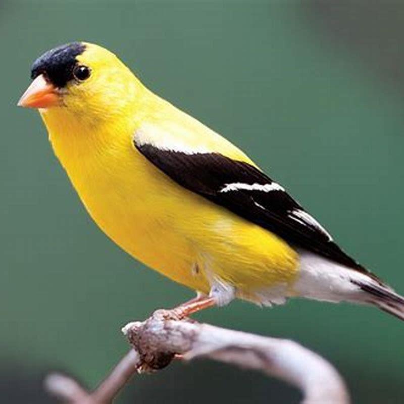 What does the goldfinch bird represent? - DIY Seattle