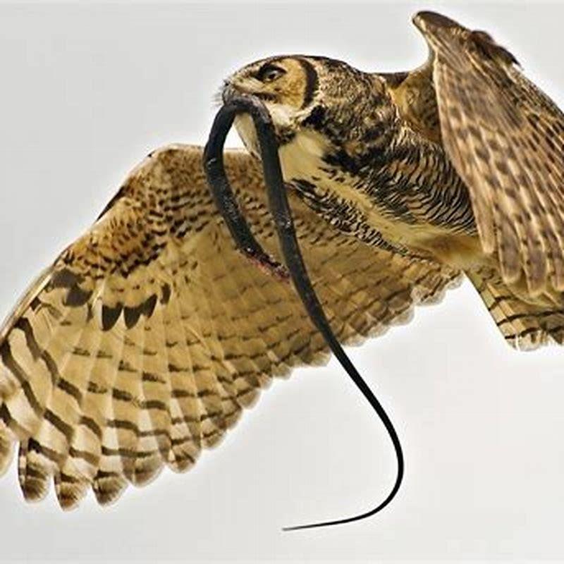What does the great GREY owl of Alaska eat?