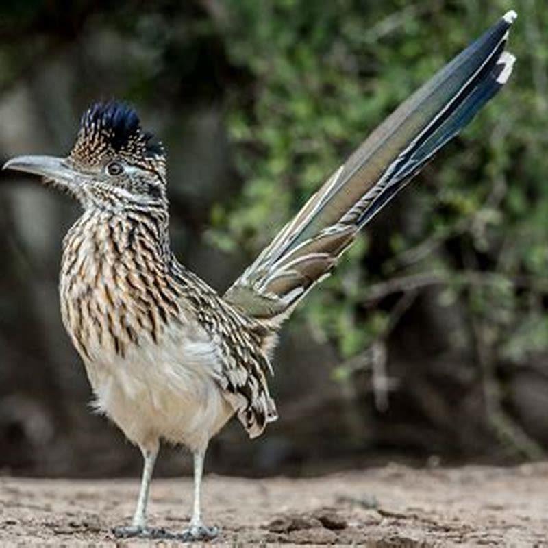 What does the greater roadrunner do? - DIY Seattle