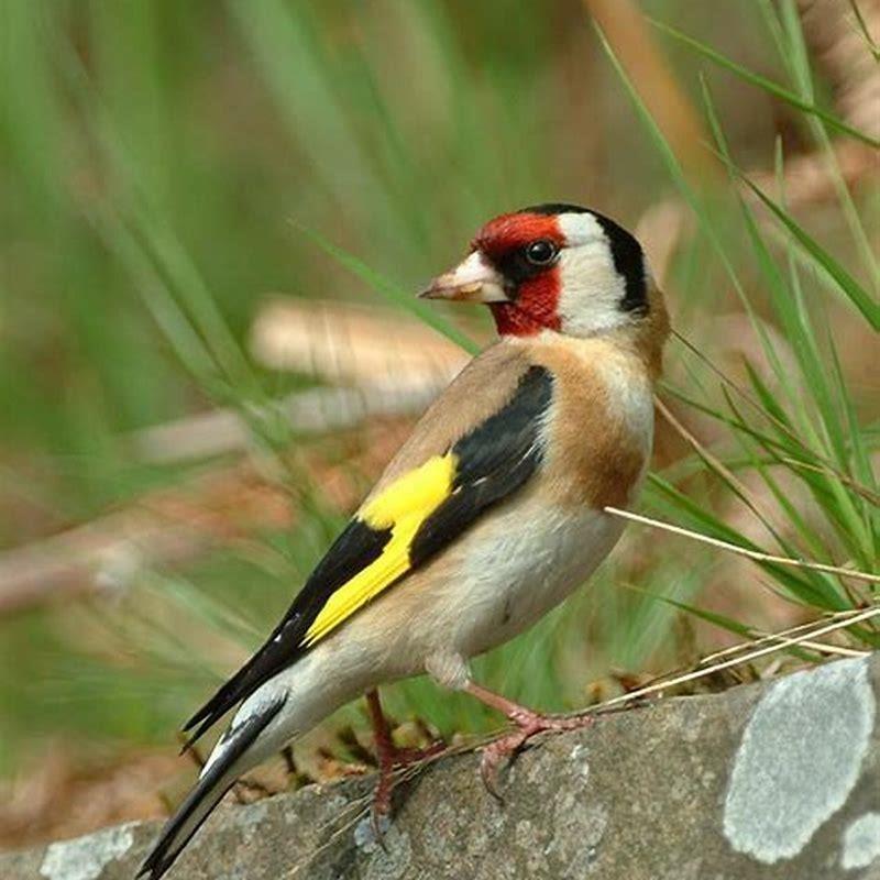 What does the greenfinch eat?