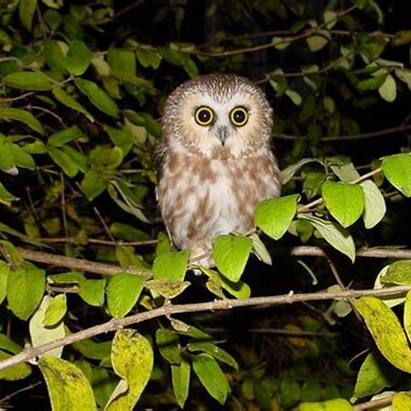 What does the Northern Saw-whet Owl eat?