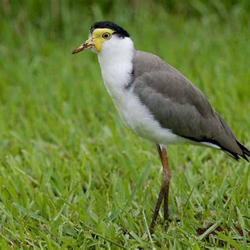 What does the plover bird look like? - DIY Seattle