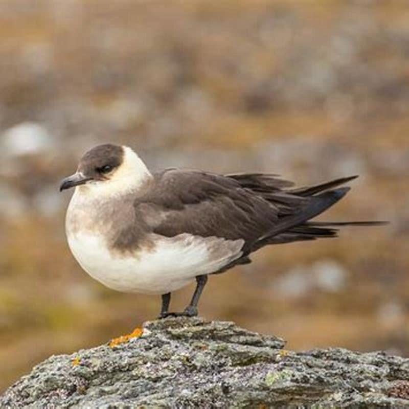 What Does the skua bird eat?