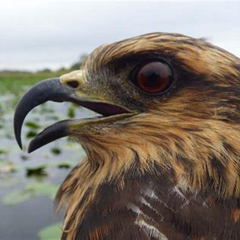 what-does-the-snail-kite-eat-diy-seattle