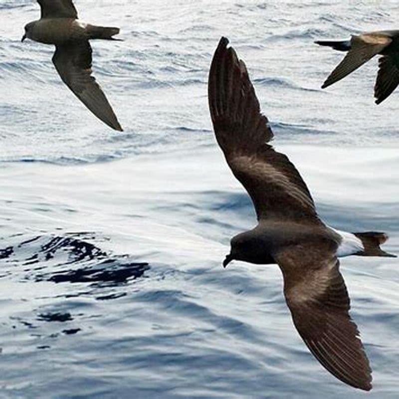 What does the storm petrel eat?
