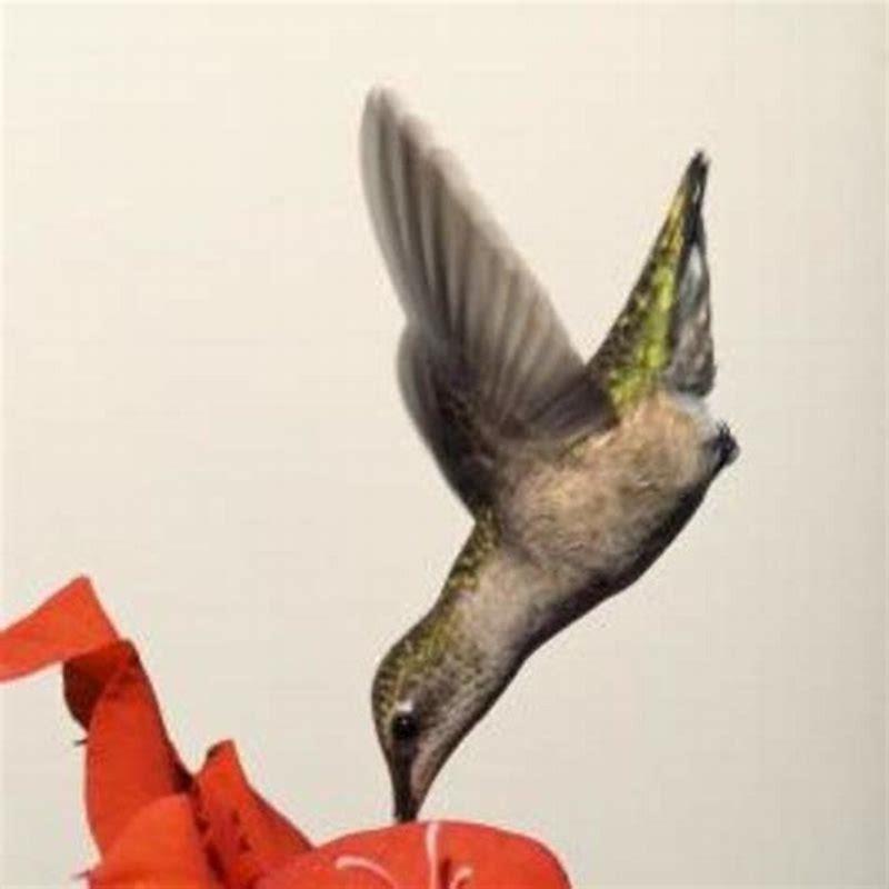 What does the Violetear hummingbird eat?
