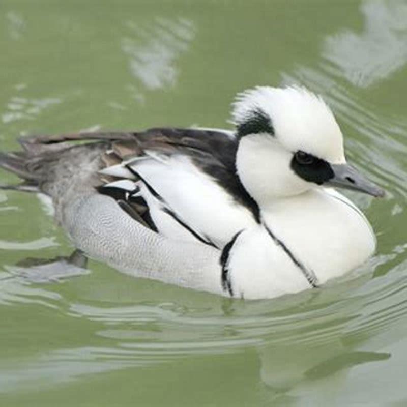 what-does-the-word-smew-mean-diy-seattle