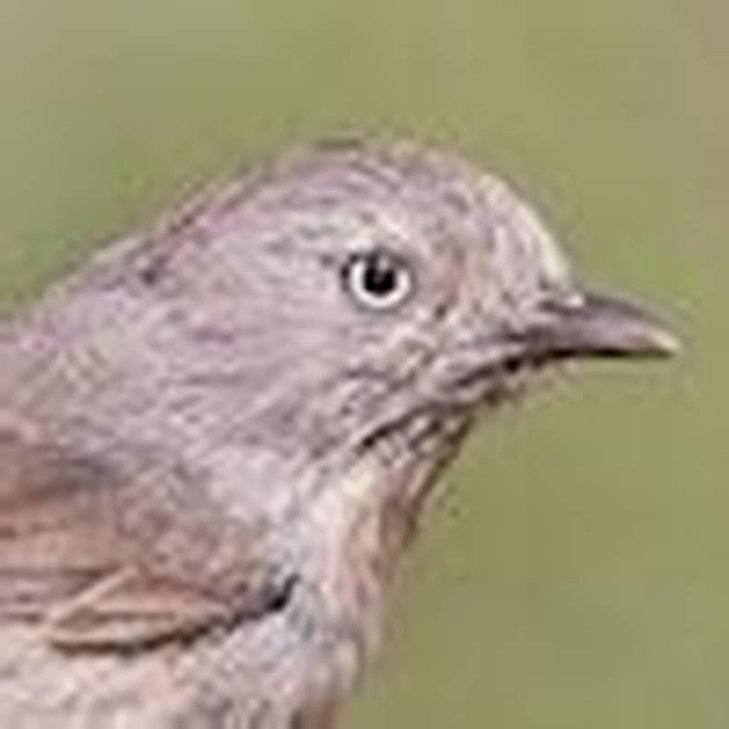 What does the Wrentit eat?