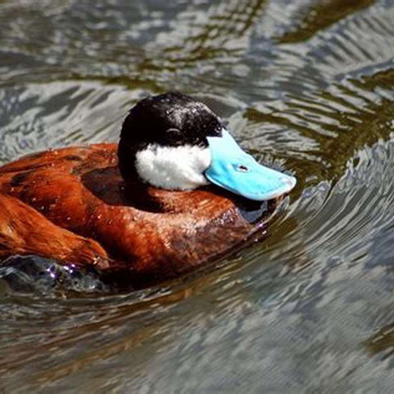 What duck has a blue beak? - DIY Seattle